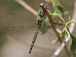 J19_2487 Hemicordulia australiae male